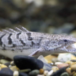 Bichir fish body characteristics and features