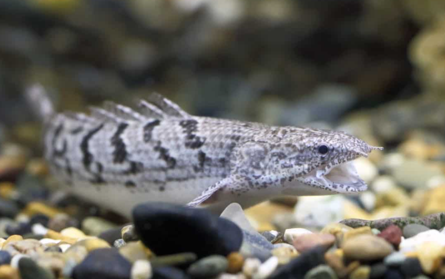 Top 10 Facts about Bichir fish