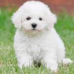 Bichon Frise body characteristics and features