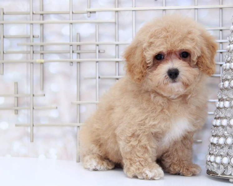 Bichpoo dog body characteristics and features