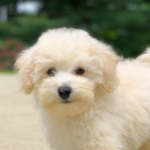 Bichpoo dog physical characteristics