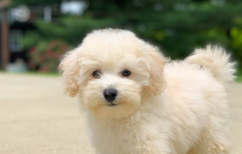 Bichpoo dog physical characteristics