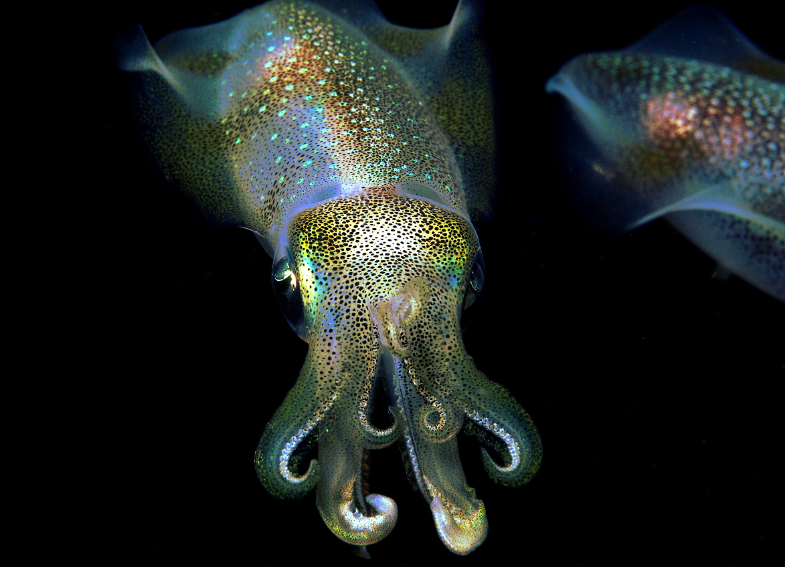 Bigfin Reef Squid body characteristics and features