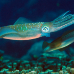 Bigfin Reef Squid life history characteristics
