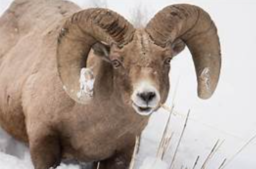 Bighorn Sheep body characteristics and features
