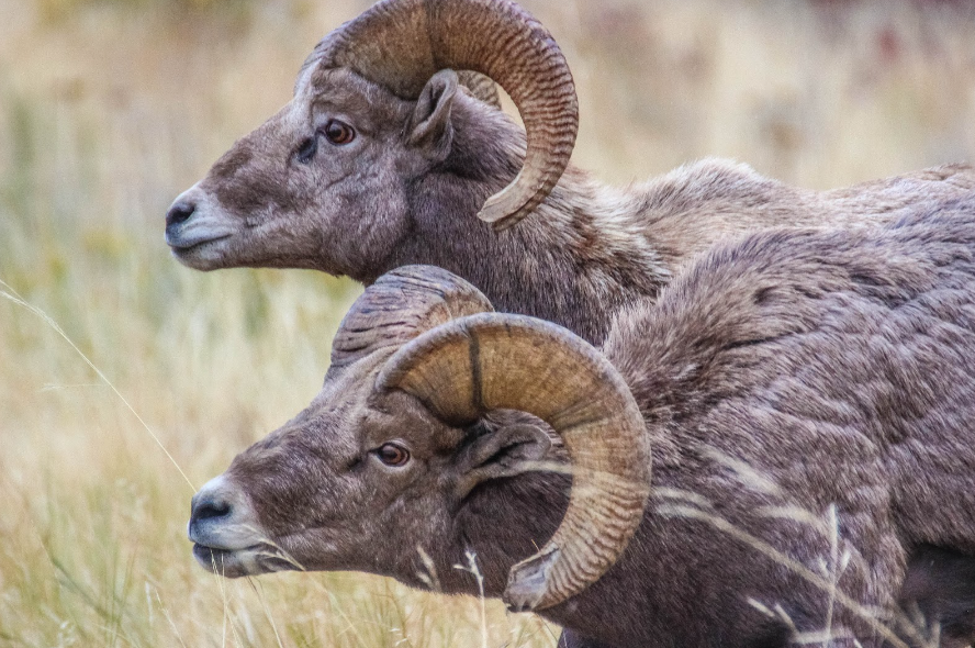 Bighorn Sheep - diet, habits, behavior and characteristics