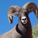Bighorn Sheep physical characteristics