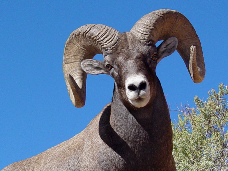 Top 10 Facts about Bighorn Sheep