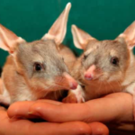 Bilbies physical features and habitat