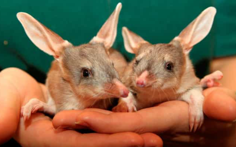 Top 10 Facts about Bilby Marsupial