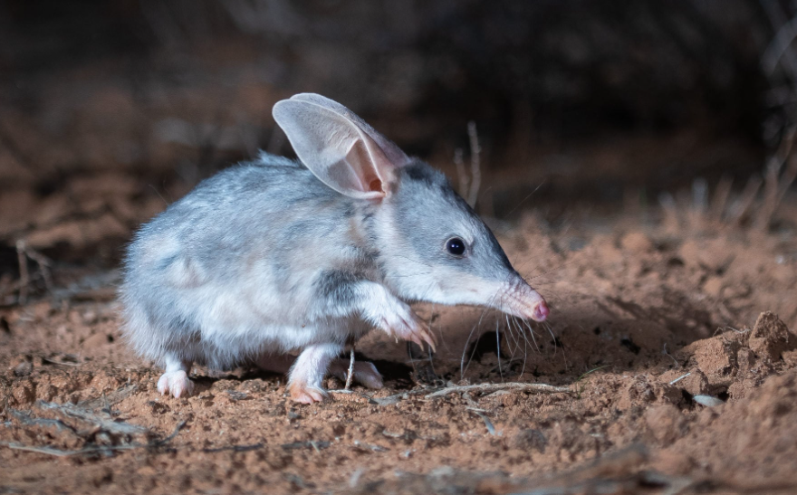 Bilby body characteristics and features