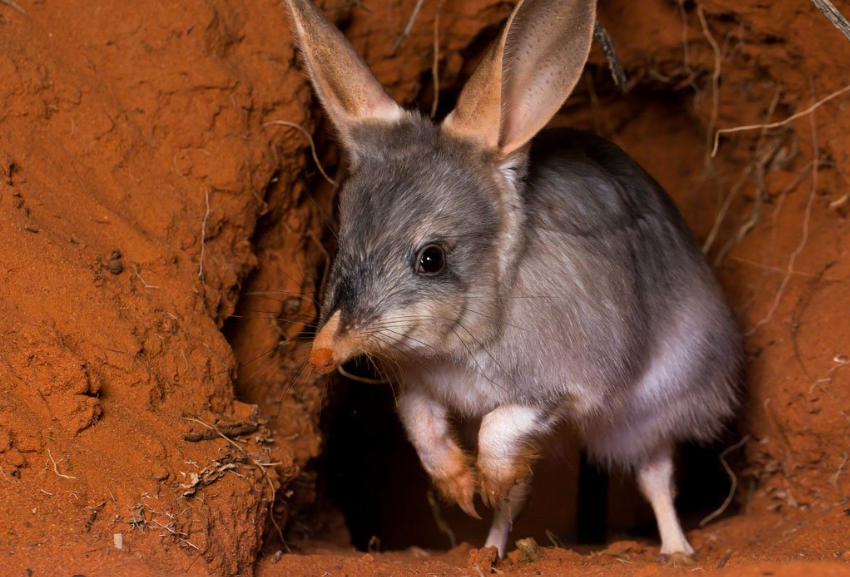 Bilby life history characteristics