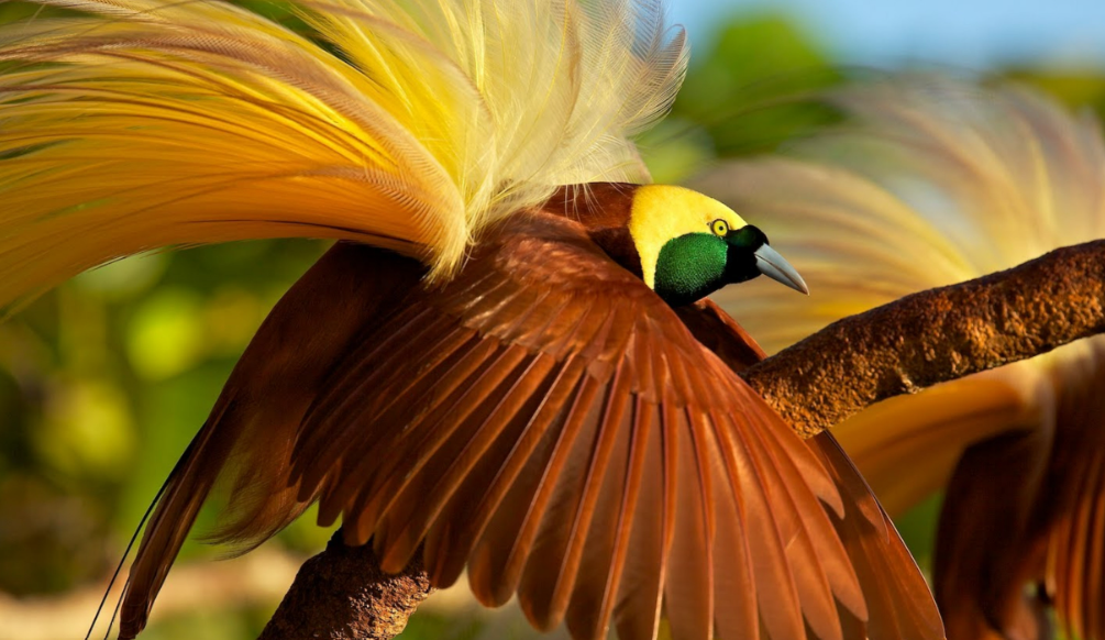 Top 10 Facts about Bird Of Paradise