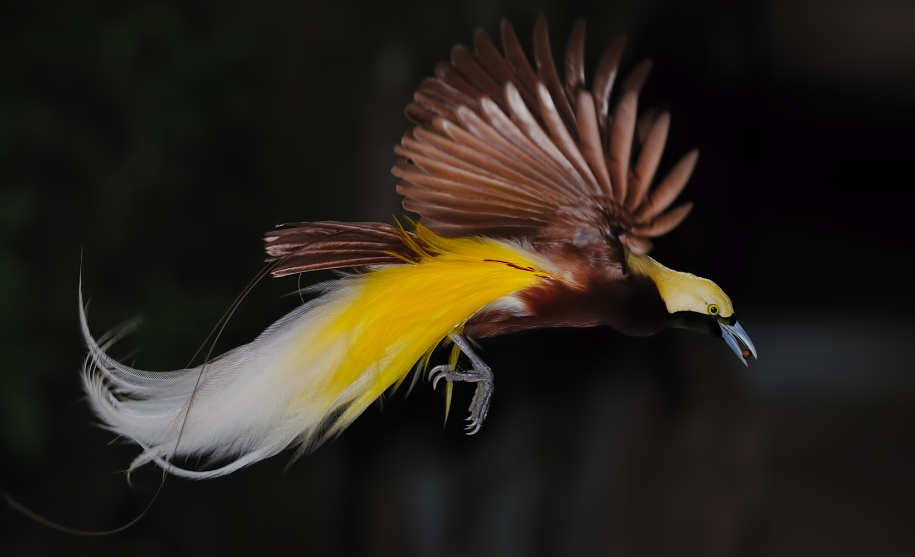 Bird Of Paradise bird life history characteristics