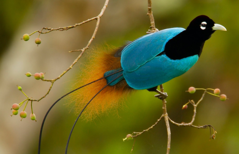 Bird Of Paradise physical features and habitat