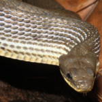 Bird Snake facts body characteristics and features