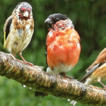 Birds physical features and habitat