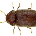 Biscuit Beetle Bug body characteristics and features