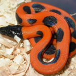 Bismarck Ringed Python body characteristics and features