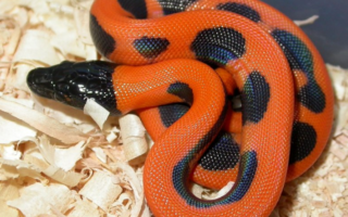 Bismarck Ringed Python body characteristics and features