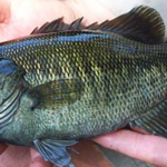 Black Bass physical characteristics