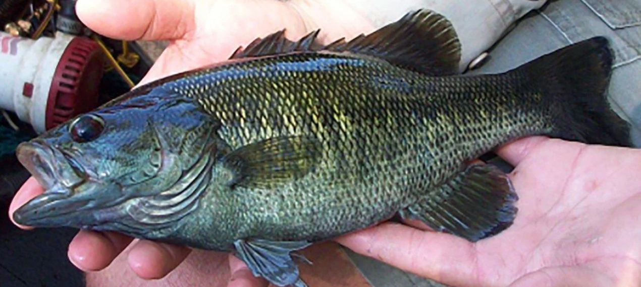 Black Bass physical characteristics