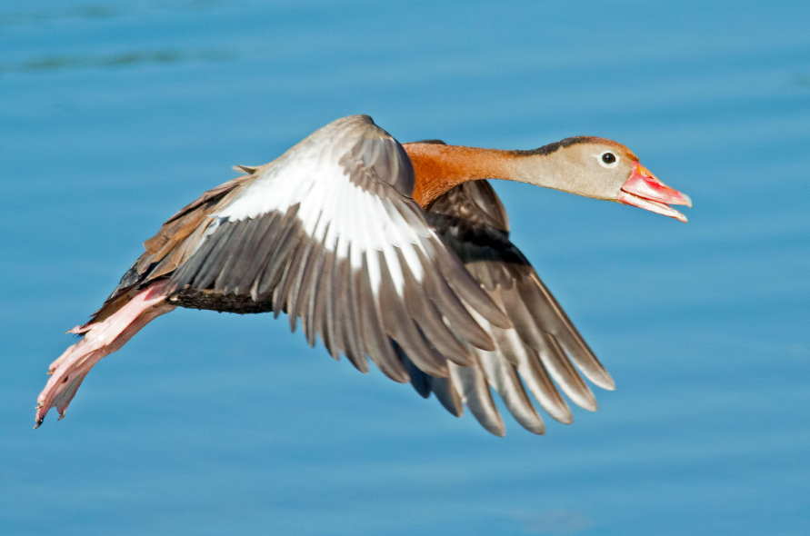 Black-Bellied Whistling Ducks body characteristics and features