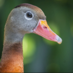 Black-Bellied Whistling Ducks life history characteristics