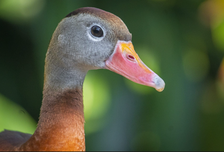 Black-Bellied Whistling Ducks life history characteristics