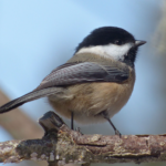 Black-Capped Chickadee Bird body characteristics and features