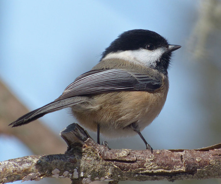 Top 10 Facts about Black-Capped Chickadee Bird