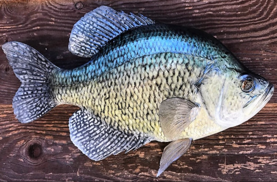 Black Crappie Fish facts and features