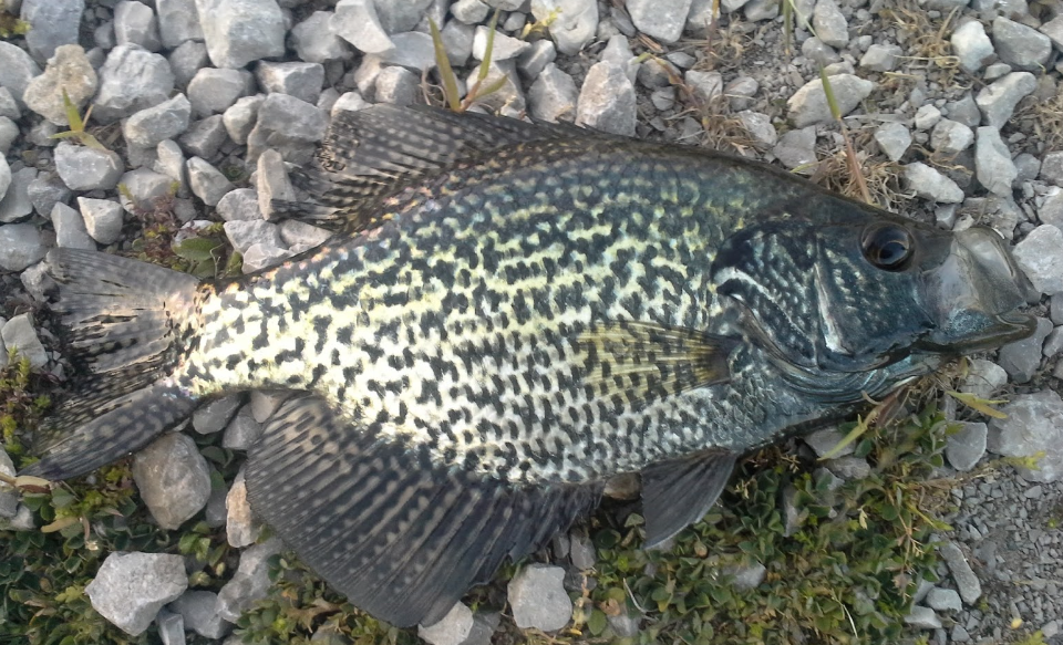 Black Crappie Fish facts and habitat