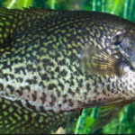 Black Crappie physical characteristics