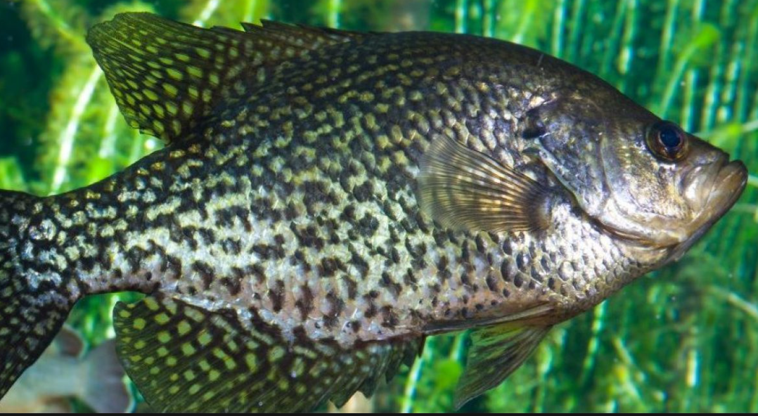 Black Crappie physical characteristics