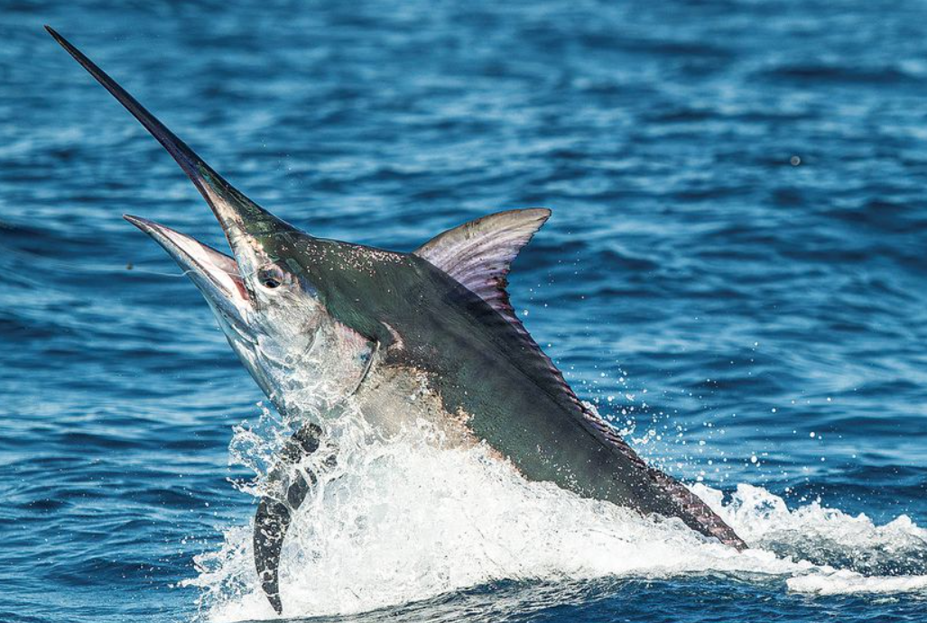 Black Marlin Fish body characteristics and features