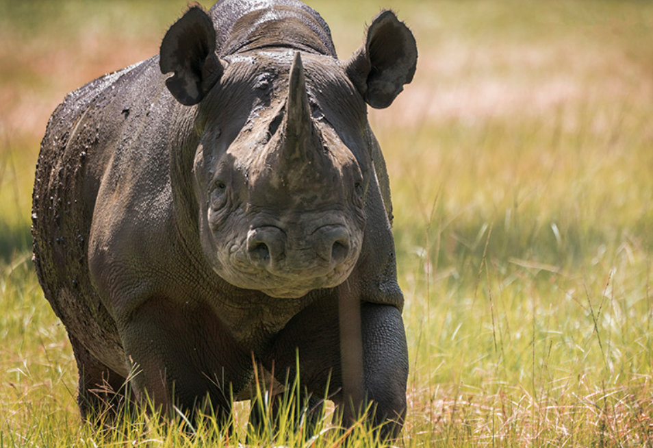 Black Rhino body characteristics and features