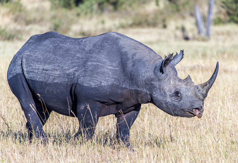 Black Rhinoceros facts and features
