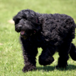 Black Russian Terrier Dog body characteristics and features