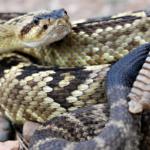 Black-Tailed Rattlesnake body characteristics and features