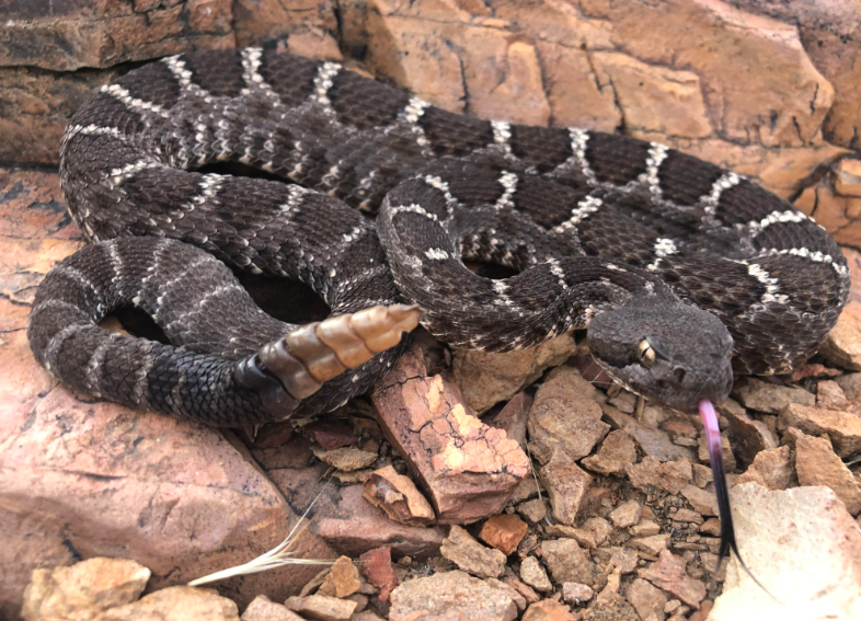 Black-Tailed Rattlesnake facts and habitat