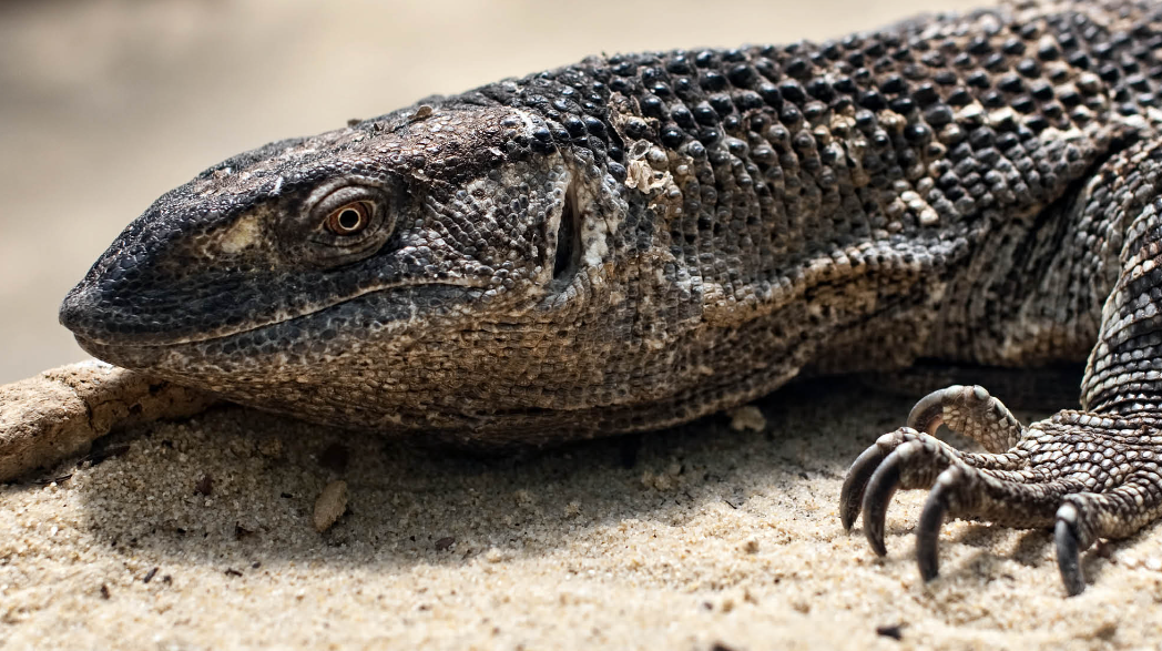 Top 10 Facts about Black Throat Monitor reptile
