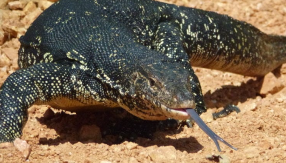 Black Throat Monitor life history characteristics