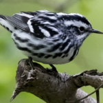 Black and White Warbler body characteristics and features