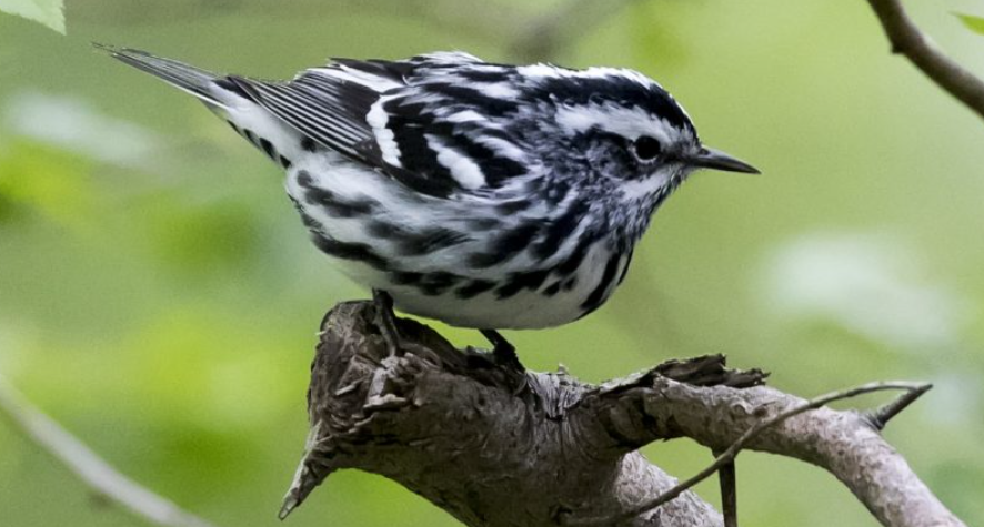 Black and White Warbler body characteristics and features