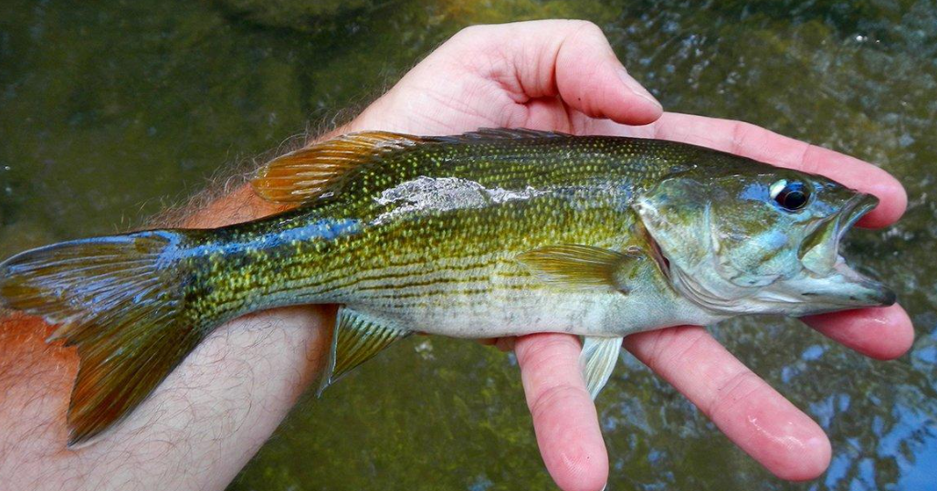 Black bass body characteristics and features