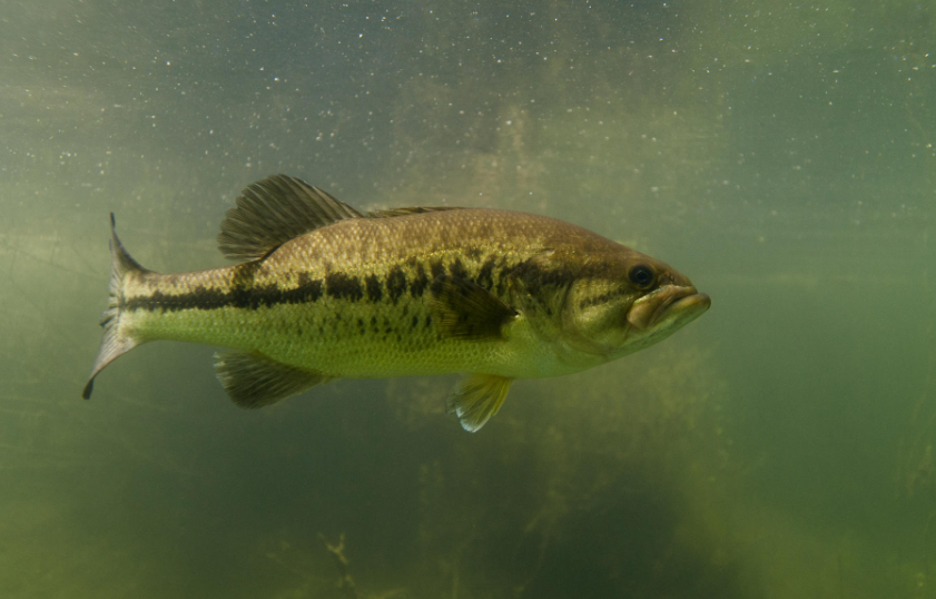 Black bass physical characteristics