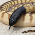 Black-headed python facts and features