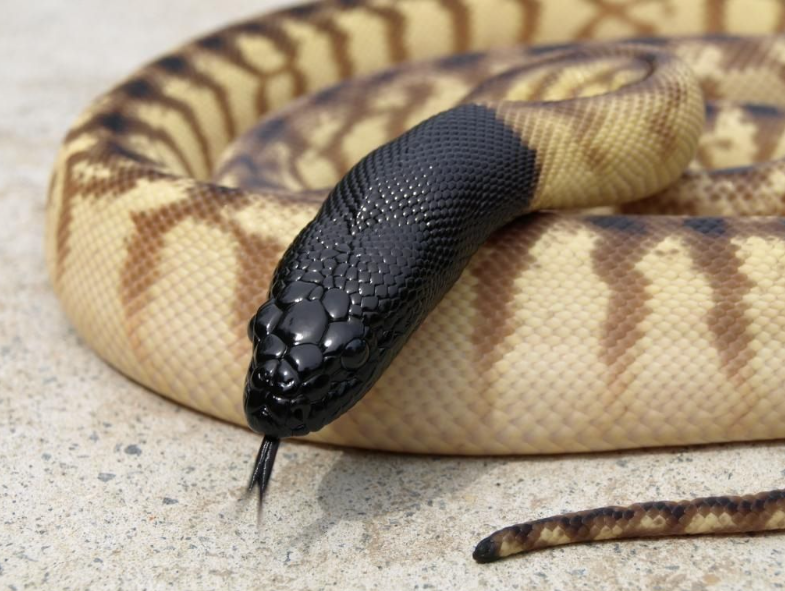 Black-headed python facts and features