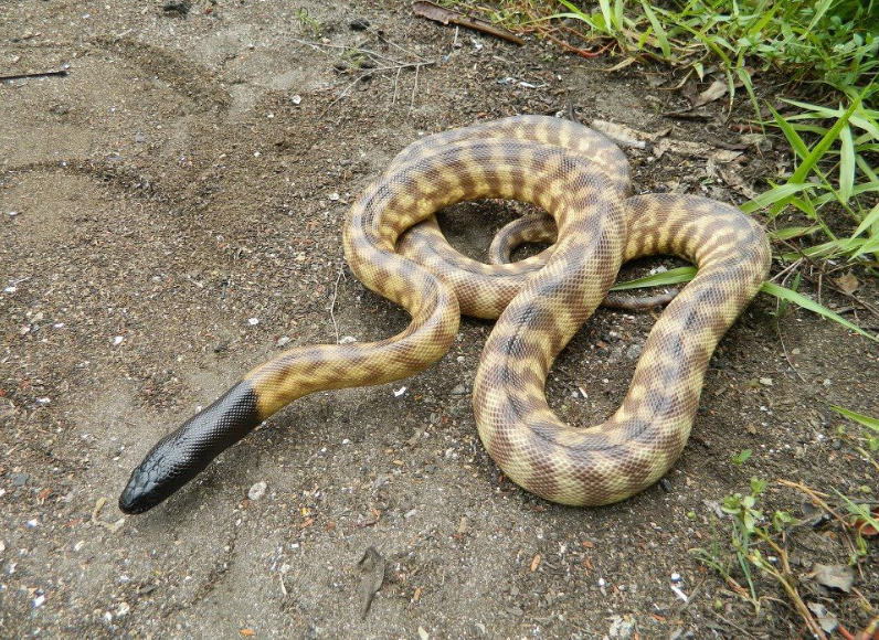 Black-headed python life history characteristics